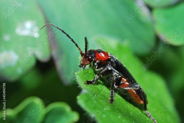 Fototapeta rot schwarzer kaefer