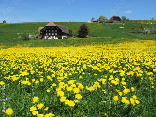 Fototapeta Scenic meadow in Emmental region, Switzerland