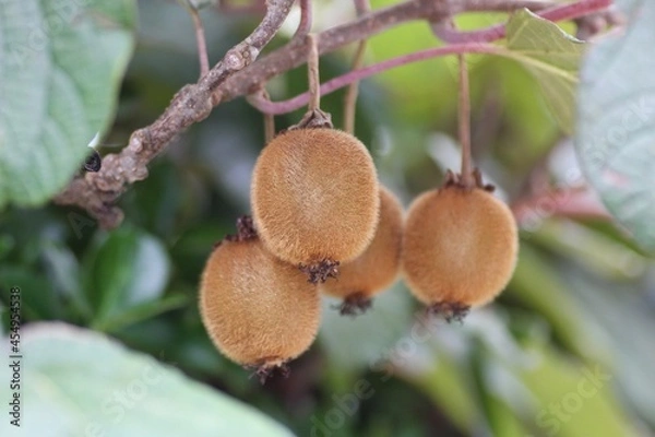 Fototapeta キウイフルーツの木