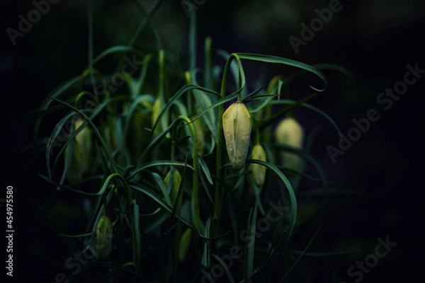 Obraz White spring flowers in the evening light