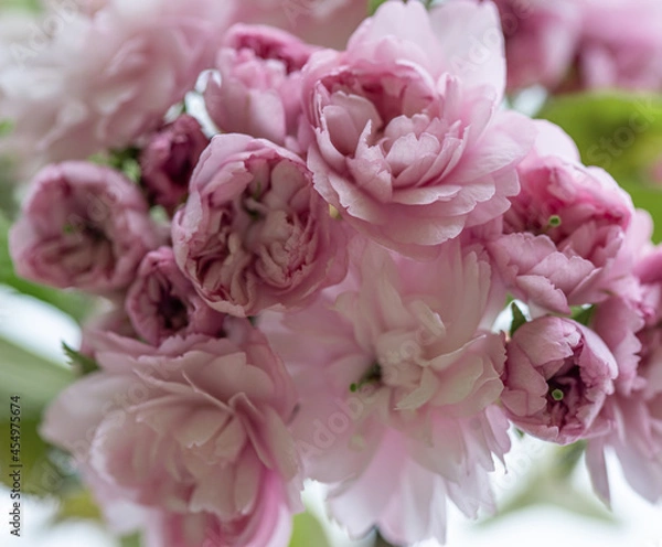 Obraz Sakura flowers close - up in spring