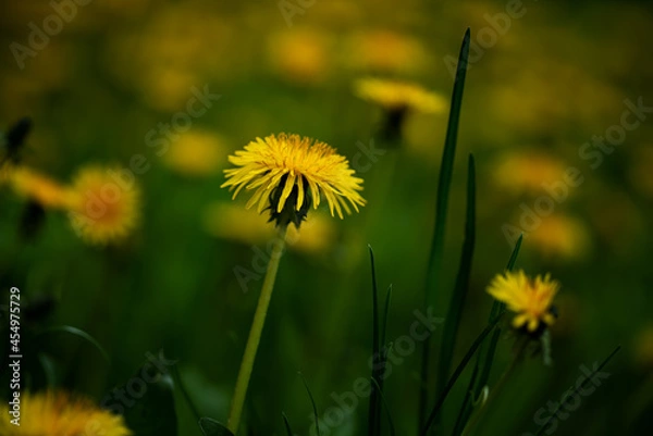 Obraz Dandelion flowers in the spring on the field