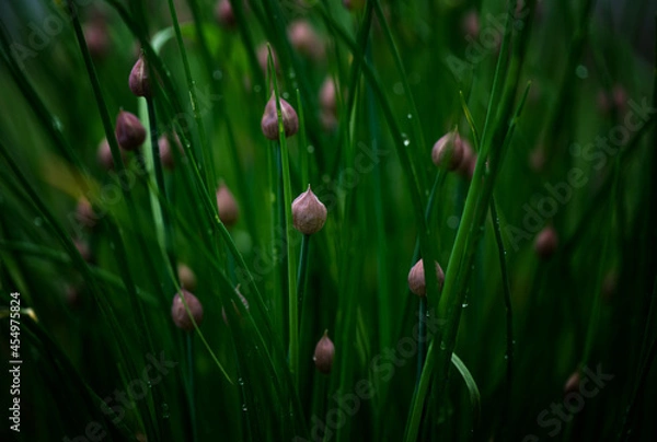 Obraz White flowers in the garden in the evening