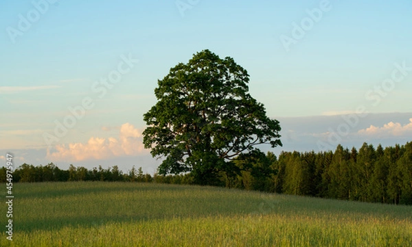 Obraz A large maple tree in the middle of a field in the evening rays of the sun