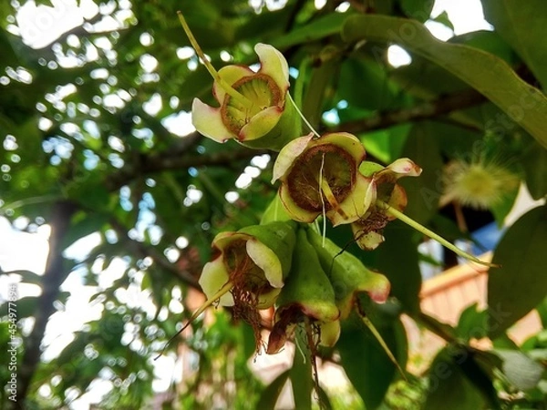 Fototapeta Water guava flowers that are still green and small