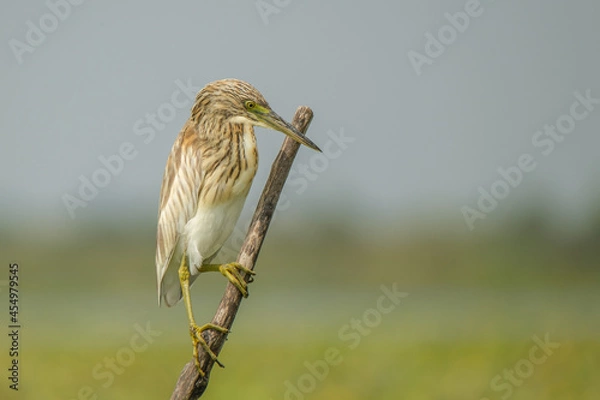 Fototapeta Squacco heron in the Danube Delta