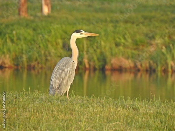Obraz Gray heron
