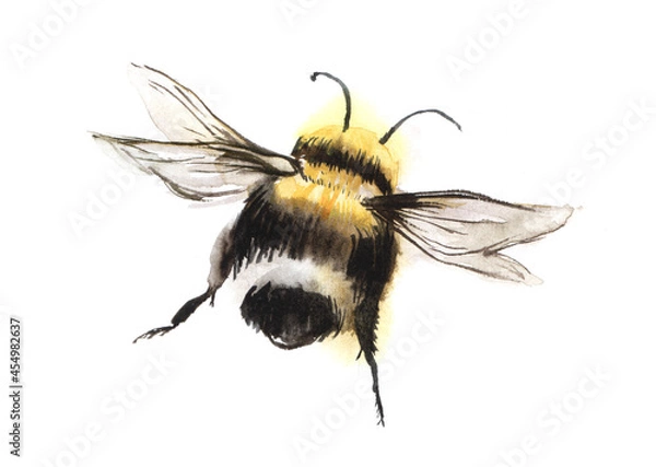 Obraz Hand drawn watercolor illustration. A black-and-yellow bee with spread wings flies into the distance. Decorative element on white background.