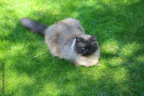 Obraz Ragamuffin Kater