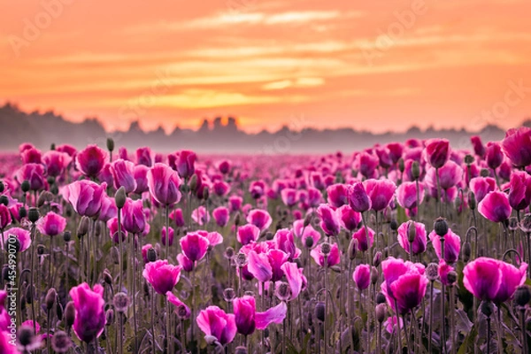 Obraz field of pink tulips with sunset