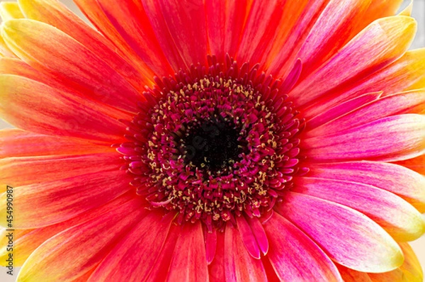 Fototapeta red gerbera flower