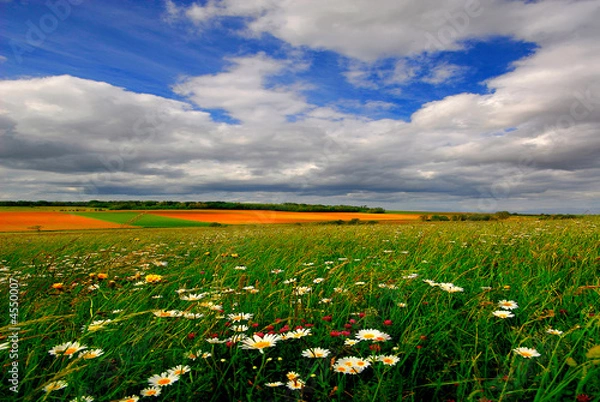 Obraz Marguerites et ciel