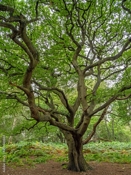 Fototapeta Old oak tree with twisted branches and summer foliage