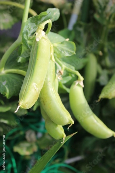 Fototapeta 枝豆　えだまめ　エダマメ　豆