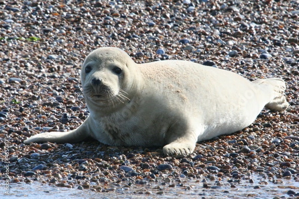 Fototapeta Grey Seal