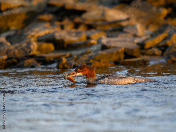 Fototapeta Female Common Merganser swimming in dark green water of the river and holding a crayfish in its beak