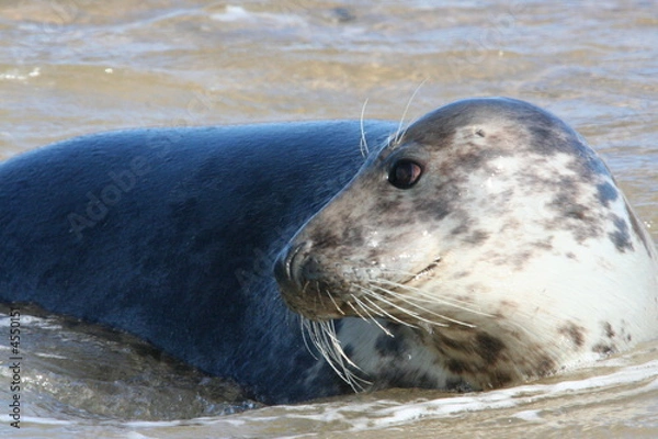 Fototapeta Grey Seal
