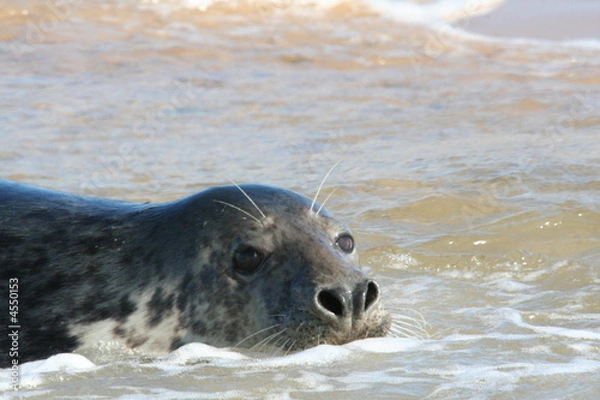 Fototapeta Grey Seal