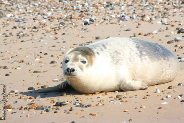 Fototapeta Grey Seal