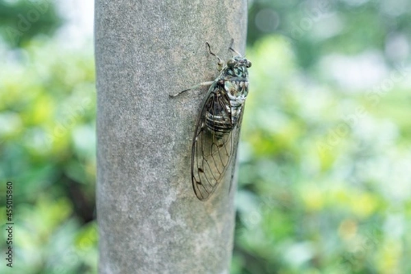 Obraz Cicada on tree