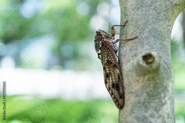 Obraz Cicada
