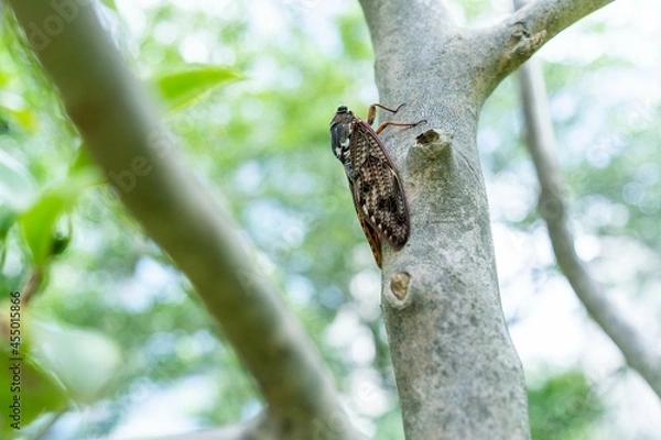 Obraz Cicada on tree