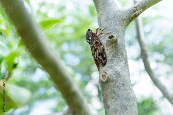 Obraz Cicada on tree