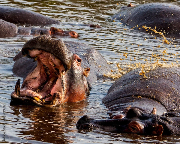 Fototapeta Environmental Portrait of hippopotamus with jaws wide open at waterhole in Tanzania, Africa.