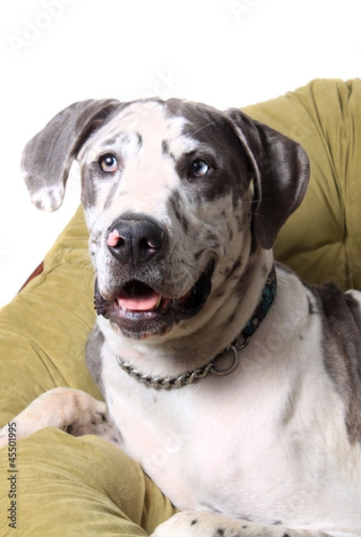 Obraz Merle Great Dane