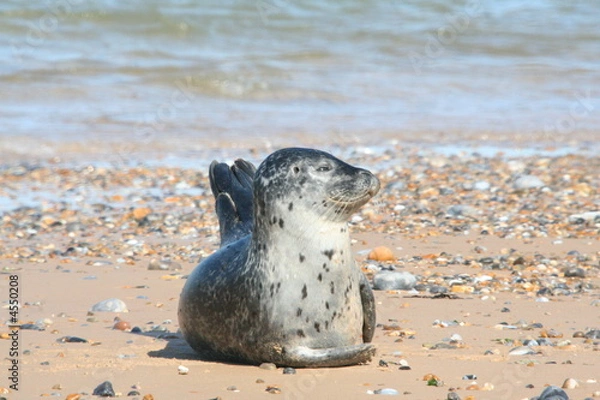 Fototapeta Grey Seal