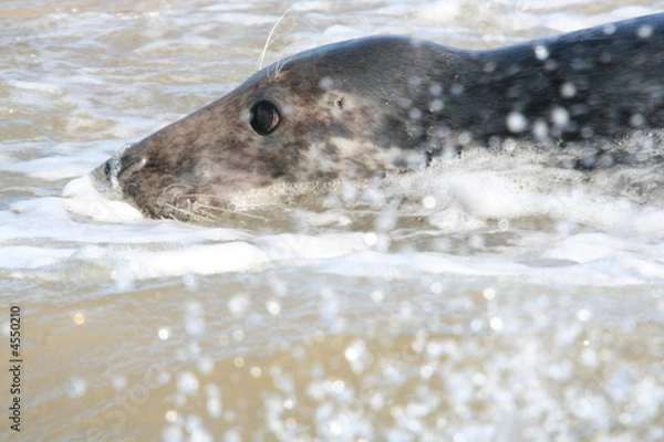 Fototapeta Grey seal