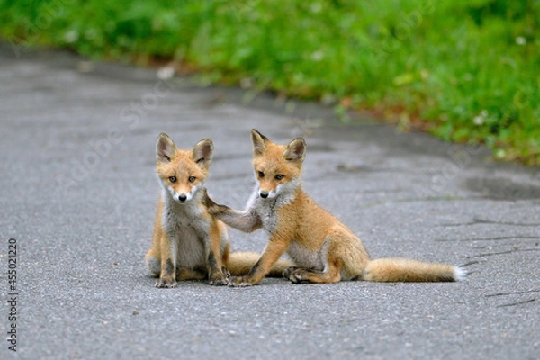 Obraz 道路で遊ぶキタキツネの兄弟（北海道・知床）
