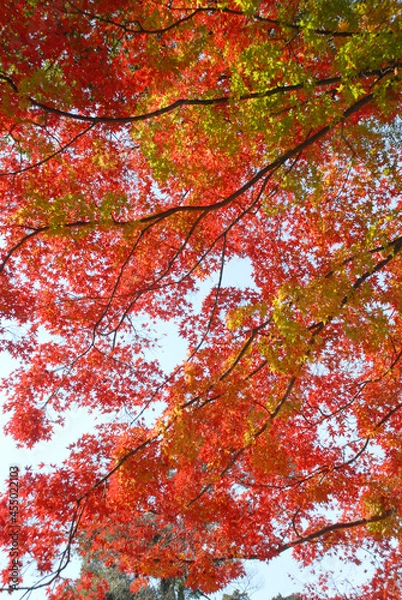 Fototapeta 紅葉のカーテン　葉模様