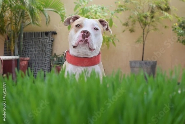 Obraz american pitbull dog