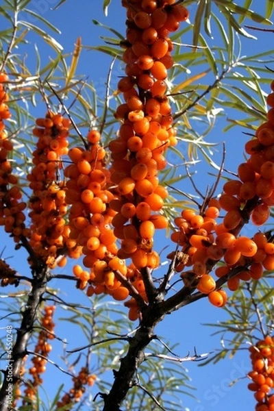 Obraz olivier siberie3