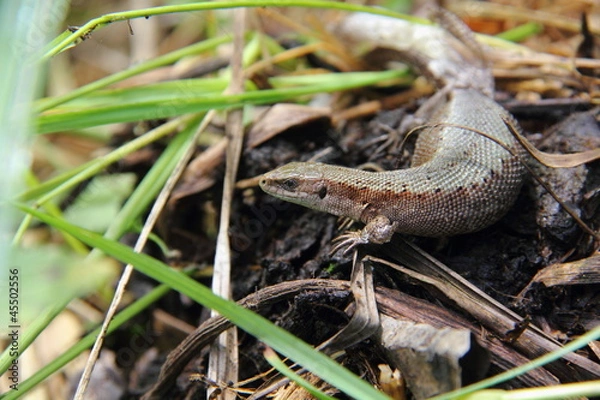 Fototapeta Lizard. Lacerta.