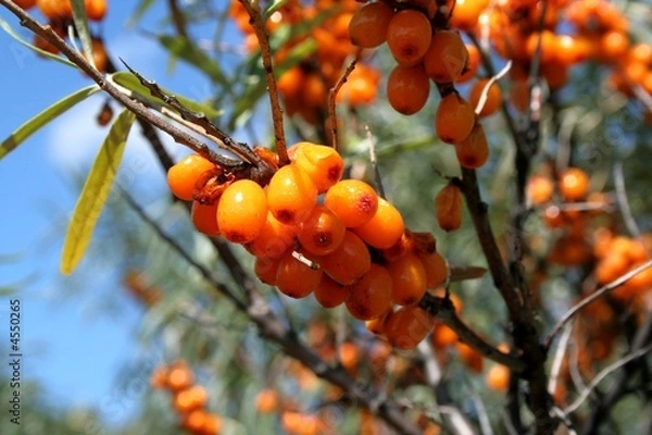 Obraz olivier siberie2