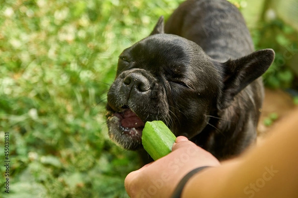 Fototapeta French bulldog is resting in nature. dog in nature eating a freshly grown cucumber on the background of grass