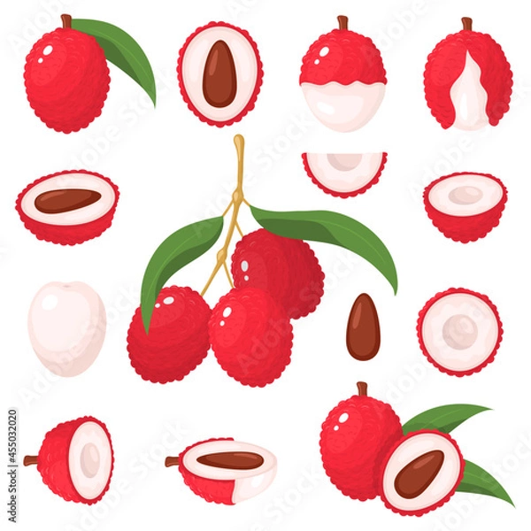 Fototapeta Set of fresh whole, half, cut slice lychee fruits isolated on white background. Summer fruits for healthy lifestyle. Organic fruit. Cartoon style. Vector illustration for any design.