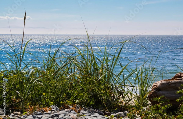 Fototapeta Beautiful landscape view through green grass on a shore to blue water of a sea or ocean. Vancouver Island, Canada