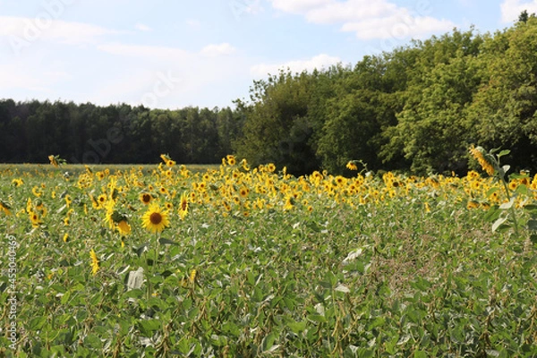 Fototapeta sunflowers