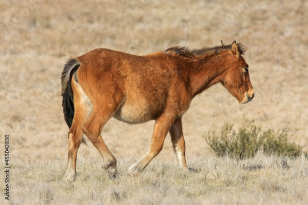 Obraz wild brumby foal