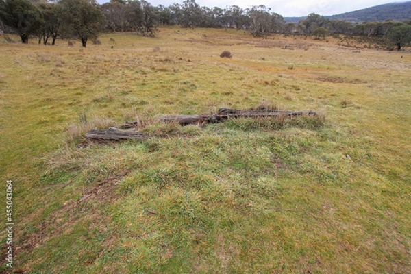 Obraz deer in the field