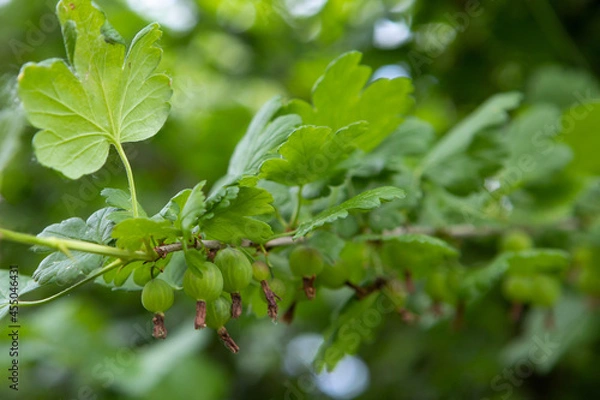 Obraz Green gooseberry bushes with unripe berries.Gooseberry berries grow on the branches.The berries are waiting for the harvest.Gooseberries and leaves close-up.