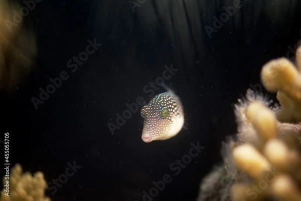 Fototapeta Canthigaster margaritata