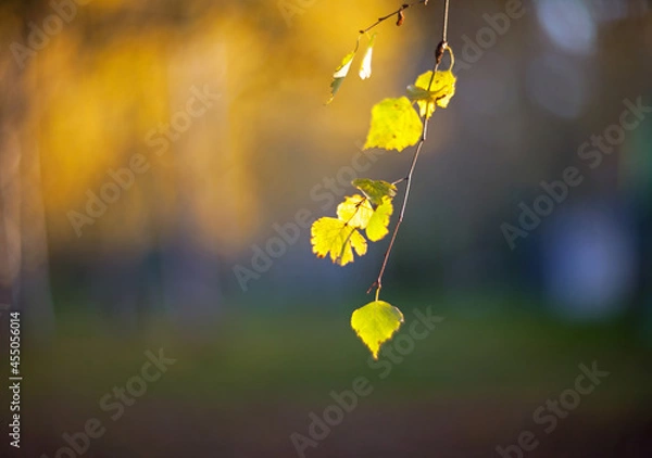 Obraz Closeup Yellow autumn leaves of a birch  on a tree branch lit by the bright sun on a blurred background of trees.