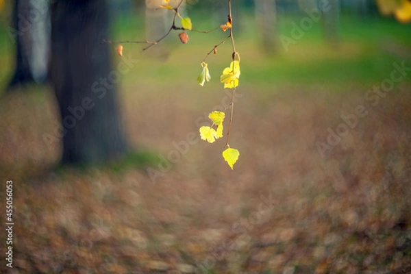Obraz Closeup Yellow autumn leaves of a birch  on a tree branch lit by the bright sun on a blurred background of trees.