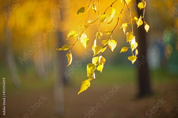 Obraz Closeup Yellow autumn leaves of a birch  on a tree branch lit by the bright sun on a blurred background of trees.