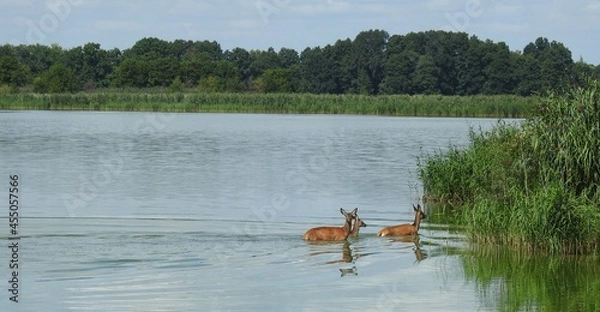 Obraz deers in the pond
