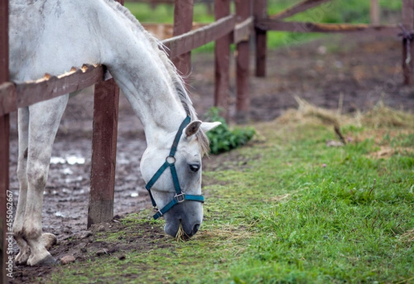 Obraz Portrait of a gray horse eating grass in the pasture. Equestrian sport.
